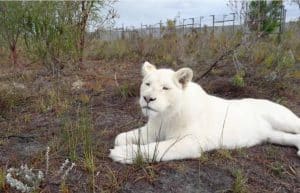 South Africa - Big Cat Refuge27
