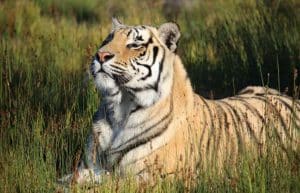 South Africa - Big Cat Refuge35