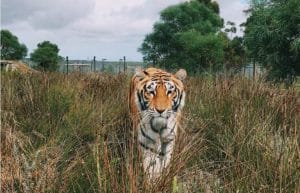 South Africa - Big Cat Refuge37