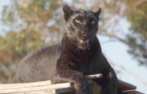 South Africa - Big Cat Refuge38