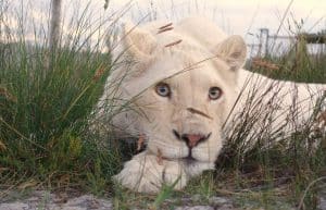 South Africa - Big Cat Refuge41