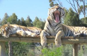 South Africa - Big Cat Refuge44