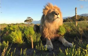 South Africa - Big Cat Refuge45
