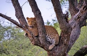 South Africa - Big Cats Research and Conservation in the Greater Kruger Area10