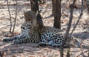 South Africa - Big Cats Research and Conservation in the Greater Kruger Area13