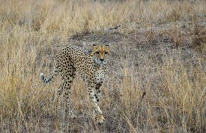 South Africa - Big Cats Research and Conservation in the Greater Kruger Area17