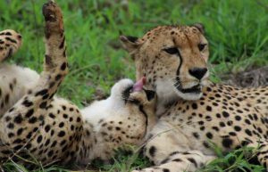 South Africa - Big Cats Research and Conservation in the Greater Kruger Area2
