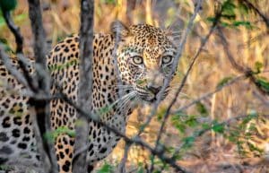 South Africa - Big Cats Research and Conservation in the Greater Kruger Area25