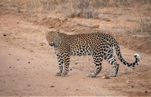 South Africa - Big Cats Research and Conservation in the Greater Kruger Area3