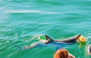 South Africa - Great White Shark Conservation2