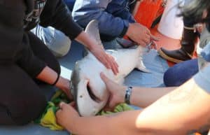 South Africa - Great White Shark Conservation4