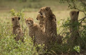 South Africa - Greater Kruger Area Wildlife Photography and Conservation11