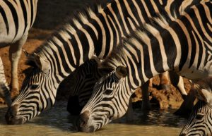 South Africa - Greater Kruger Area Wildlife Photography and Conservation9