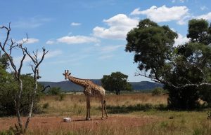 South Africa - Kevin Richardson Wildlife Sanctuary9