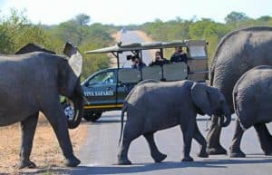 South Africa - Kruger Park & Safari Tour10