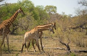 South Africa - Kruger Park & Safari Tour12