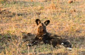 South Africa - Kruger Park & Safari Tour13