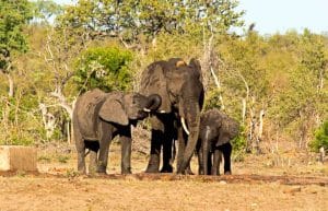 South Africa - Kruger Park & Safari Tour18