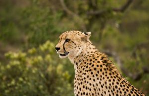 South Africa - Kruger Park & Safari Tour2