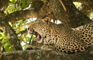 South Africa - Kruger Park & Safari Tour5