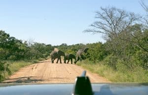 South Africa - Kruger Park & Safari Tour6
