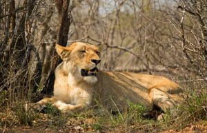 South Africa - Kruger Park & Safari Tour9