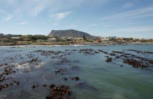 South Africa - Marine Big Five Conservation11