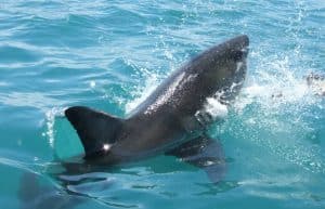 South Africa - Marine Big Five Conservation34
