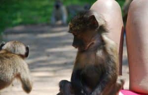 South Africa - Monkey and Wildlife Rehabilitation Center13