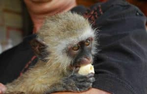 South Africa - Monkey and Wildlife Rehabilitation Center17