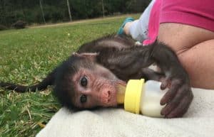 South Africa - Monkey and Wildlife Rehabilitation Center2