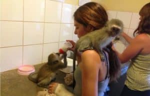 South Africa - Monkey and Wildlife Rehabilitation Center4