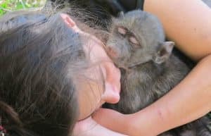 South Africa - Monkey and Wildlife Rehabilitation Center5