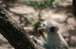 South Africa - Monkey and Wildlife Rehabilitation Center9