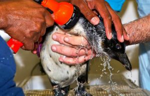 South Africa - Penguin and Marine Bird Sanctuary10