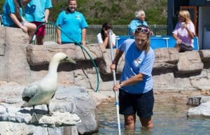 South Africa - Penguin and Marine Bird Sanctuary11