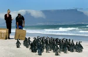 South Africa - Penguin and Marine Bird Sanctuary13