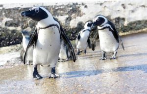 South Africa - Penguin and Marine Bird Sanctuary15