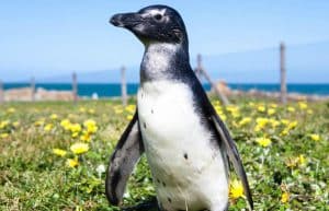 South Africa - Penguin and Marine Bird Sanctuary16