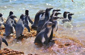 South Africa - Penguin and Marine Bird Sanctuary17