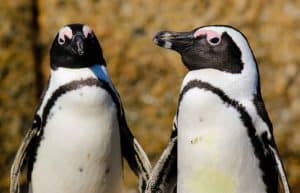 South Africa - Penguin and Marine Bird Sanctuary18