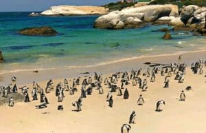 South Africa - Penguin and Marine Bird Sanctuary19