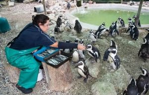 South Africa - Penguin and Marine Bird Sanctuary20