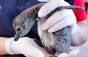 South Africa - Penguin and Marine Bird Sanctuary24