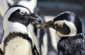 South Africa - Penguin and Marine Bird Sanctuary28
