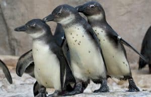 South Africa - Penguin and Marine Bird Sanctuary30