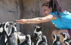 South Africa - Penguin and Marine Bird Sanctuary31