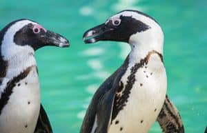 South Africa - Penguin and Marine Bird Sanctuary37