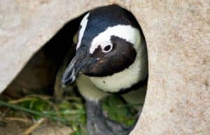 South Africa - Penguin and Marine Bird Sanctuary38