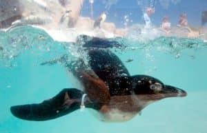 South Africa - Penguin and Marine Bird Sanctuary39